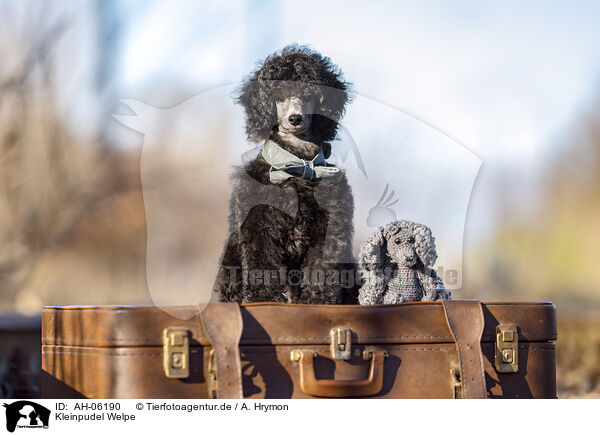 Kleinpudel Welpe / Royal Standard Poodle Puppy / AH-06190