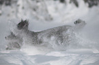 Silberpudel im Schnee