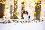 Kooikerhondje im Winter