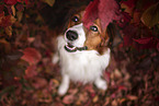 Kooikerhondje