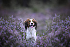 Kooikerhondje