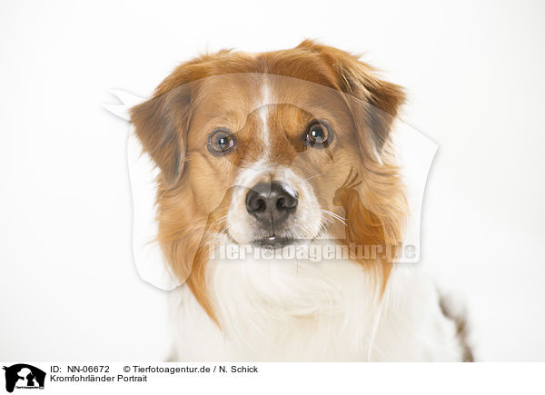 Kromfohrlnder Portrait / Krom dog portrait / NN-06672