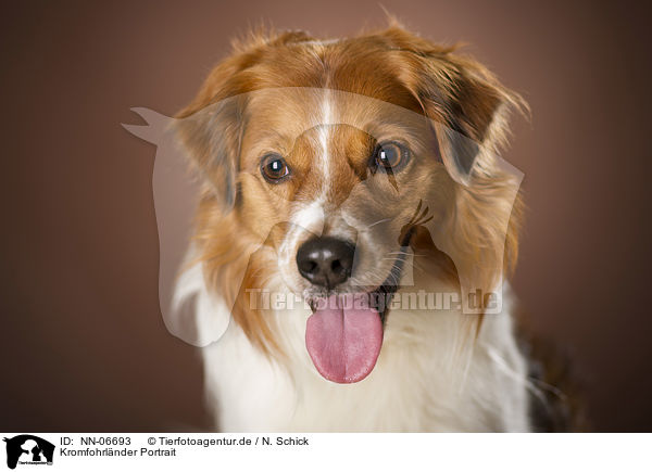 Kromfohrlnder Portrait / Krom dog portrait / NN-06693