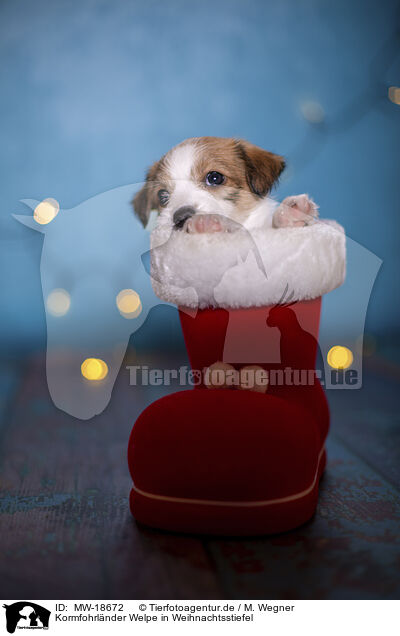 Kormfohrlnder Welpe in Weihnachtsstiefel / Krom puppy in santa boot / MW-18672