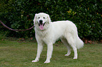 Kuvasz