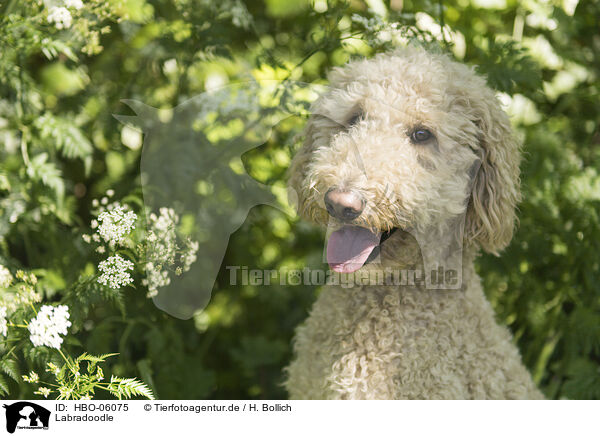 Labradoodle / HBO-06075