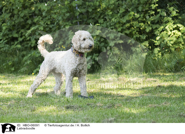 Labradoodle / HBO-06091