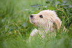 Labradoodle Welpe