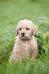 Labradoodle Welpe