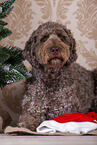 brauner Labradoodle Rde