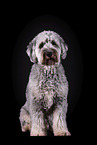 grauer Labradoodle vor schwarzem Hintergrund