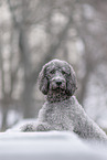 Labradoodle Rde