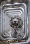 Labradoodle Rde