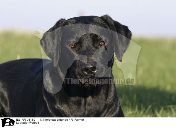 Labrador Portrait / Labrador Portrait / RR-04182