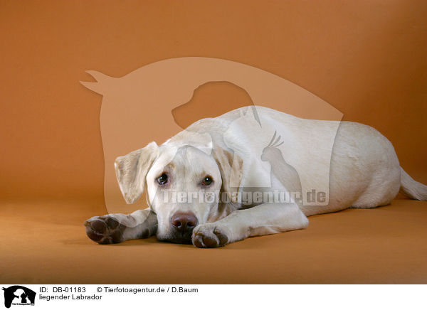 liegender Labrador / lying Labrador / DB-01183