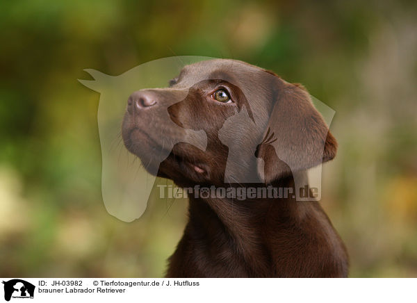 brauner Labrador Retriever / brown Labrador Retriever / JH-03982