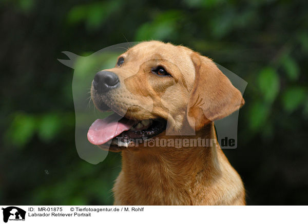 Labrador Retriever Portrait / MR-01875