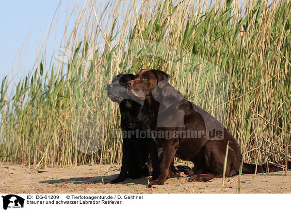 brauner und schwarzer Labrador Retriever / black and brown Labrador Retriever / DG-01209