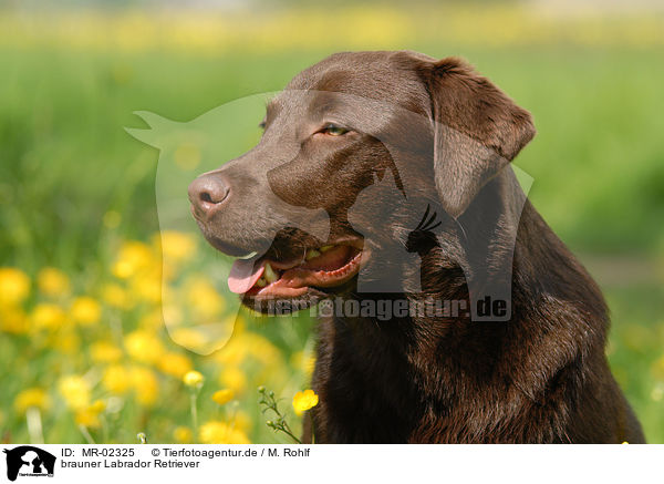 brauner Labrador Retriever / MR-02325
