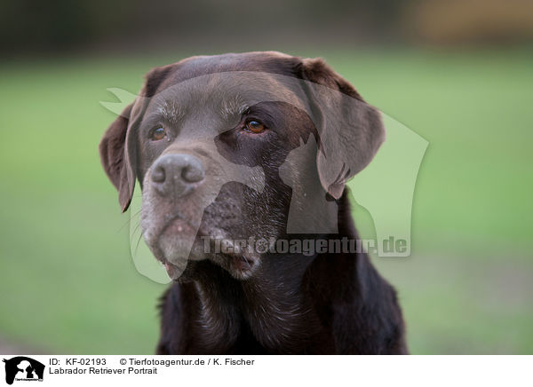 Labrador Retriever Portrait / Labrador Retriever Portrait / KF-02193