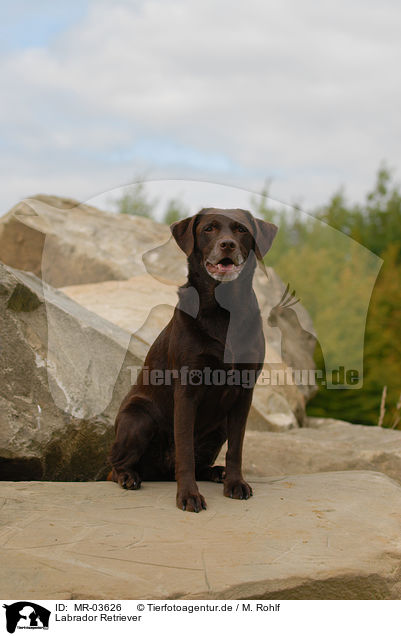 Labrador Retriever / MR-03626