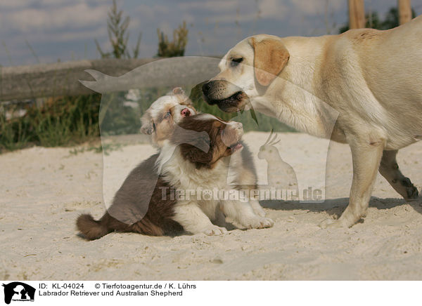 Labrador Retriever und Australian Shepherd / Labrador Retriever and Australian Shepherd / KL-04024