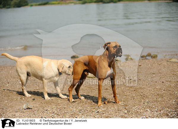 Labrador Retriever und Deutscher Boxer / YJ-01803