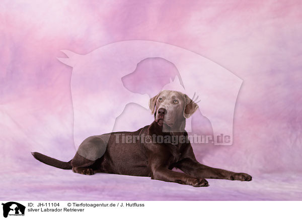 silver Labrador Retriever / silver Labrador Retriever / JH-11104
