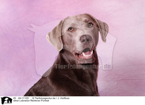 silver Labrador Retriever Portrait / silver Labrador Retriever Portrait / JH-11105