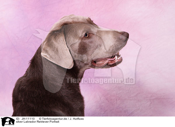 silver Labrador Retriever Portrait / silver Labrador Retriever Portrait / JH-11110