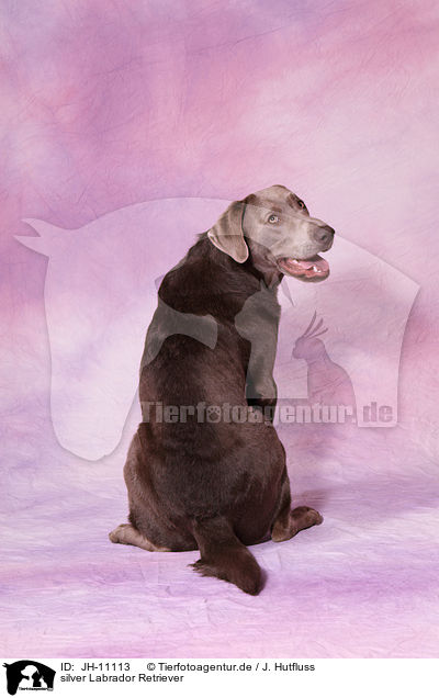 silver Labrador Retriever / silver Labrador Retriever / JH-11113