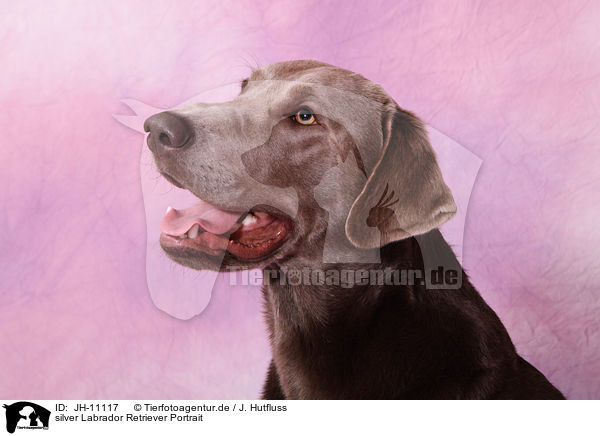 silver Labrador Retriever Portrait / silver Labrador Retriever Portrait / JH-11117