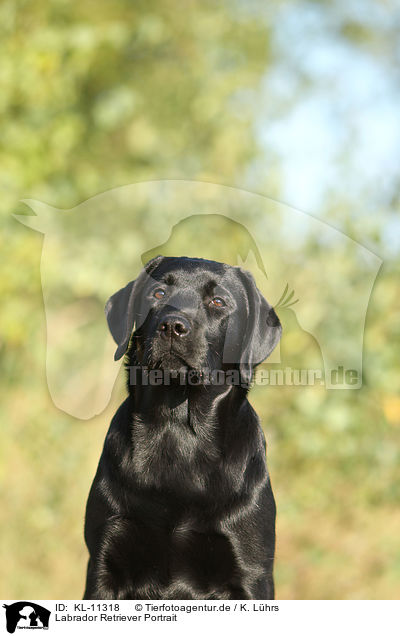 Labrador Retriever Portrait / KL-11318