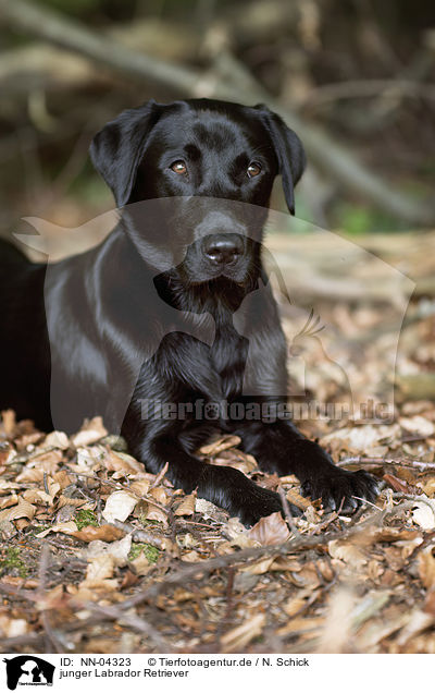 junger Labrador Retriever / young Labrador Retriever / NN-04323