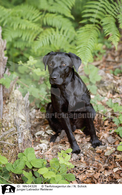 junger Labrador Retriever / young Labrador Retriever / NN-04326