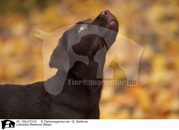 Labrador Retriever Welpe / Labrador Retriever puppy / DG-07319