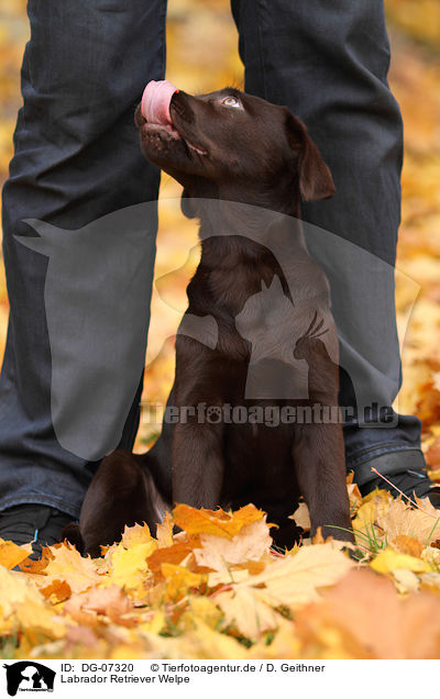 Labrador Retriever Welpe / Labrador Retriever puppy / DG-07320