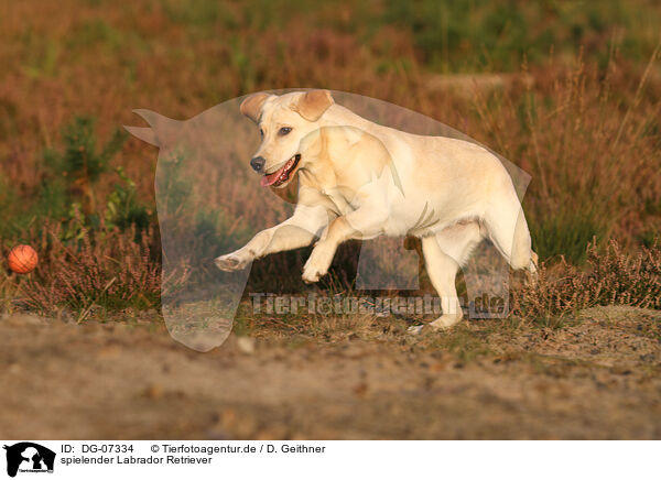 spielender Labrador Retriever / playing Labrador Retriever / DG-07334