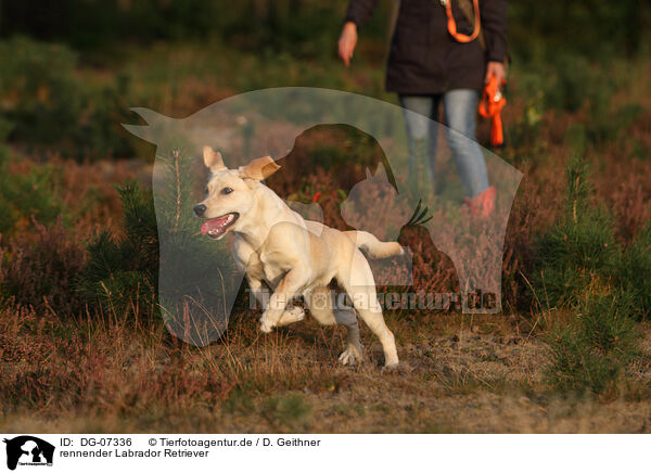 rennender Labrador Retriever / running Labrador Retriever / DG-07336