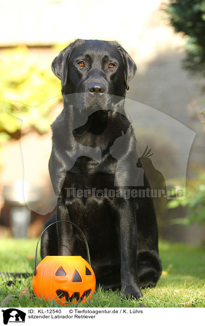 sitzender Labrador Retriever / sitting Labrador Retriever / KL-12540