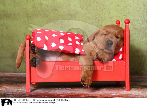 schlafender Labrador Retriever Welpe / sleeping Labrador Retriever puppy / JH-20355