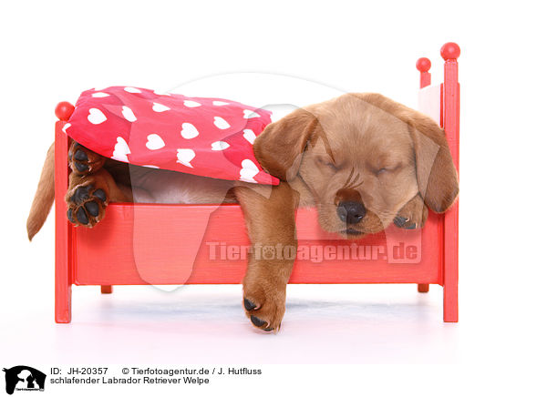 schlafender Labrador Retriever Welpe / sleeping Labrador Retriever puppy / JH-20357