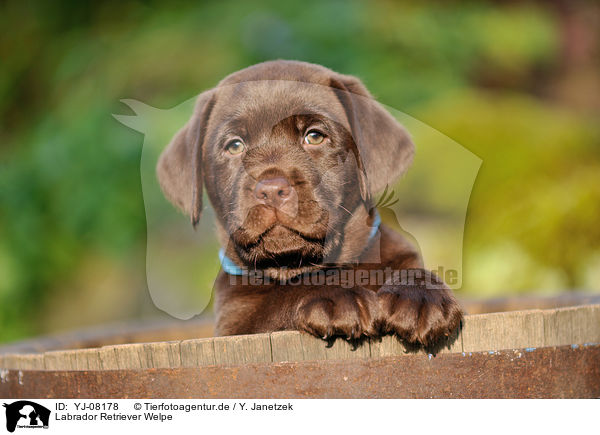 Labrador Retriever Welpe / Labrador Retriever Puppy / YJ-08178