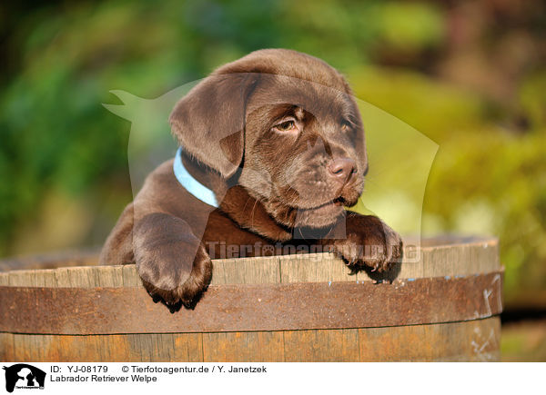 Labrador Retriever Welpe / Labrador Retriever Puppy / YJ-08179