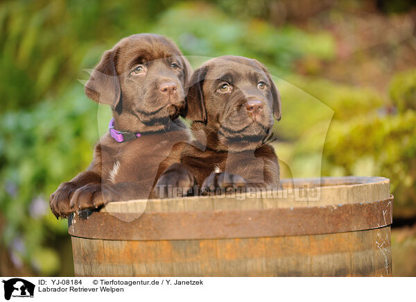 Labrador Retriever Welpen / Labrador Retriever Puppies / YJ-08184