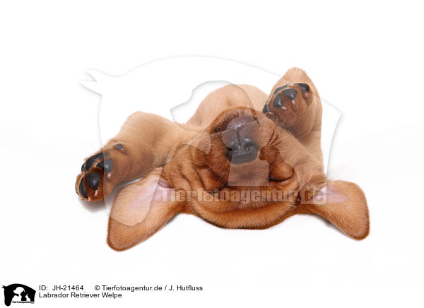 Labrador Retriever Welpe / JH-21464