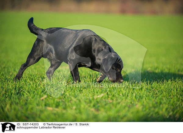 schnuppernder Labrador Retriever / snuffling Labrador Retriever / SST-14203