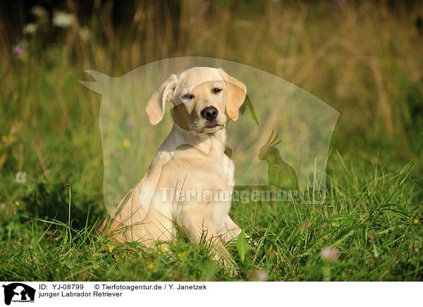 junger Labrador Retriever / young Labrador Retriever / YJ-08799