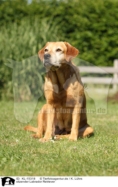 sitzender Labrador Retriever / sitting Labrador Retriever / KL-15318