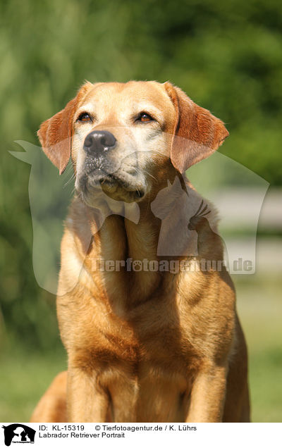 Labrador Retriever Portrait / Labrador Retriever Portrait / KL-15319